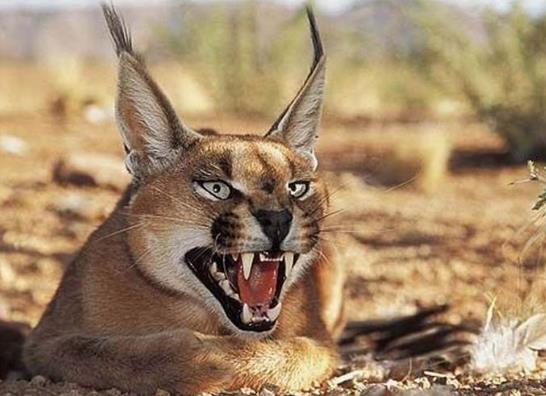 地球历史中最厉害的食肉动物,世界上有什么食肉动物