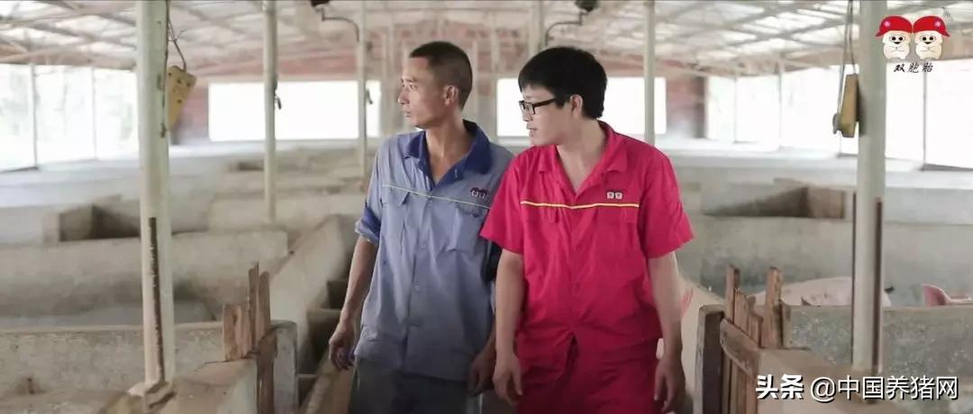 双胞胎饲料公司加农户养猪,和双胞胎合作养猪的利润有多少