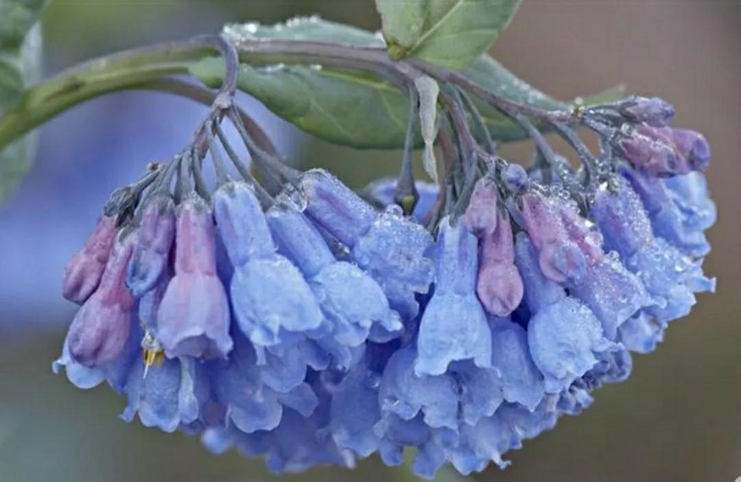芳踪难觅濒危花!清新治愈篇:沙漠高原是吾家,豹子花的春天来了