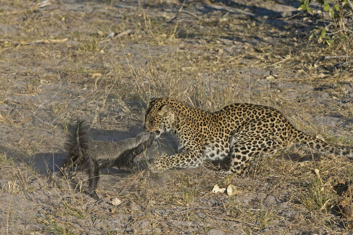 平头哥蜜獾无所畏惧智商很高,平头哥蜜獾到底是什么动物