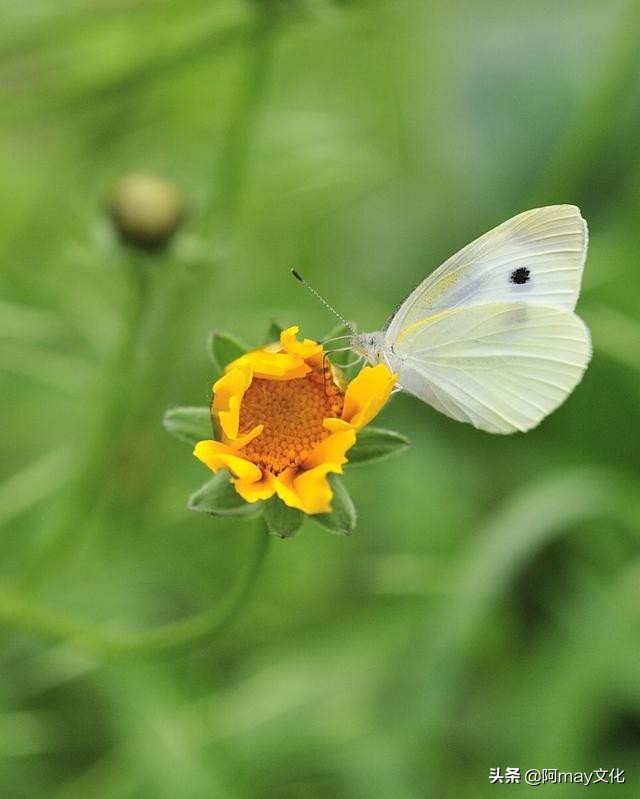 35mm微距镜头拍摄技巧,怎么用18-55的镜头拍人像