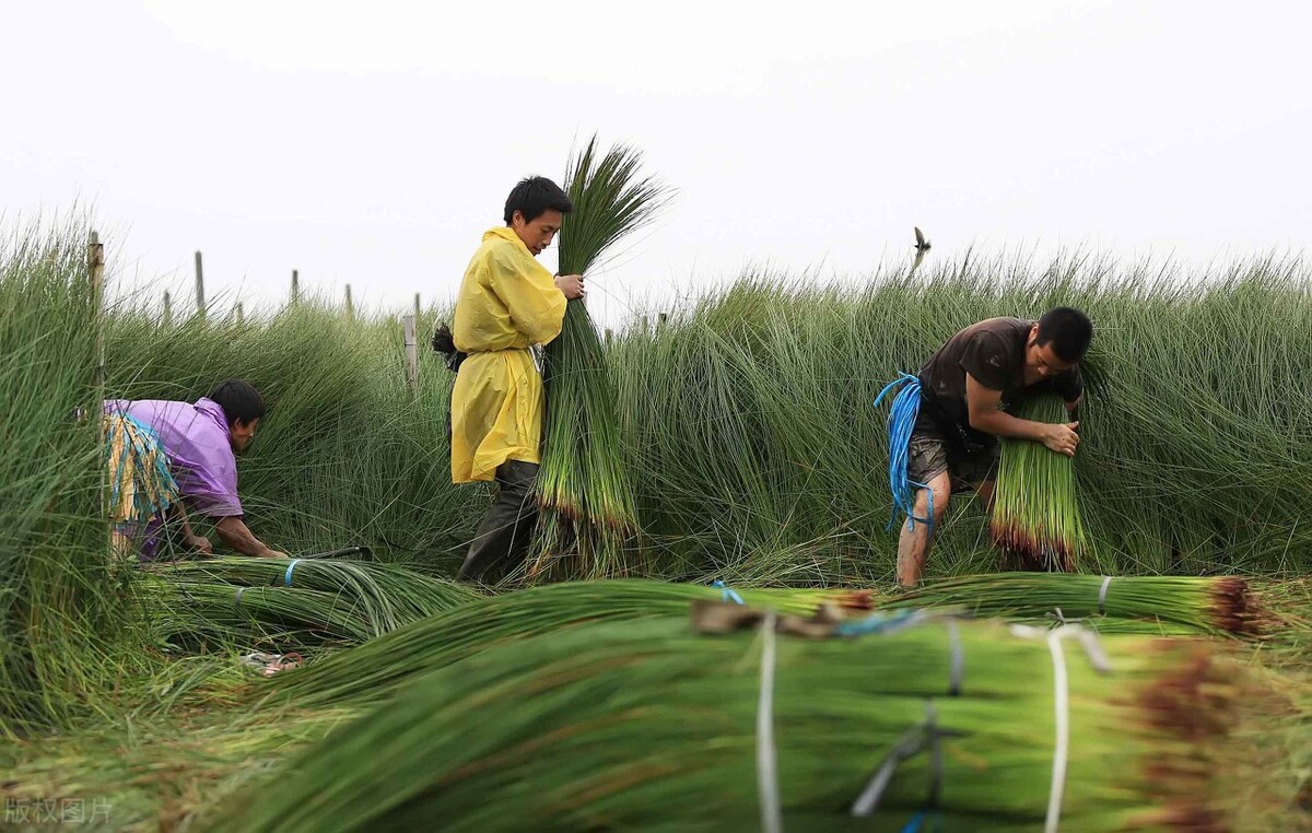 蔺草,你可能没听说过但多半用过,没有蔺草的夏天很难熬