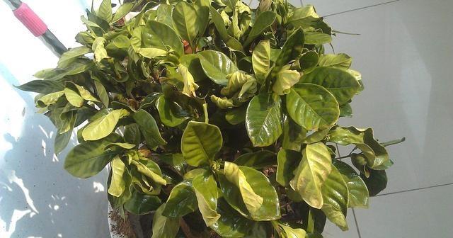 十种最骗人的花,5种坑人的花你知道有哪些