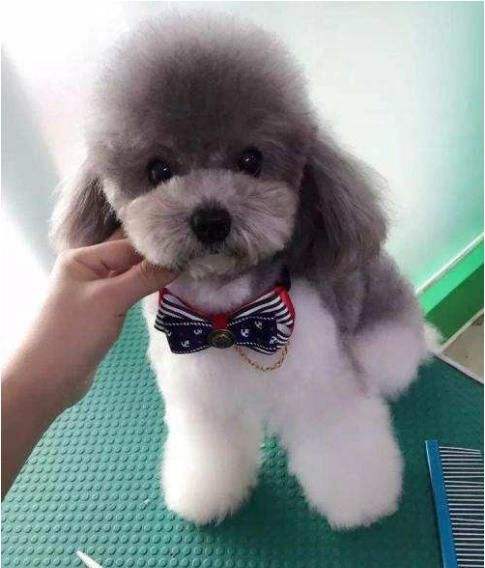 泰迪犬都有什么颜色的,泰迪犬的颜色有哪些