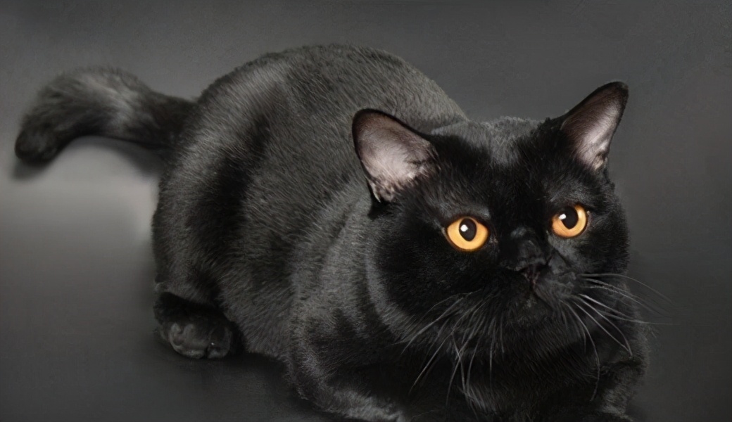 最值得推荐的猫咪,最值得养的猫咪