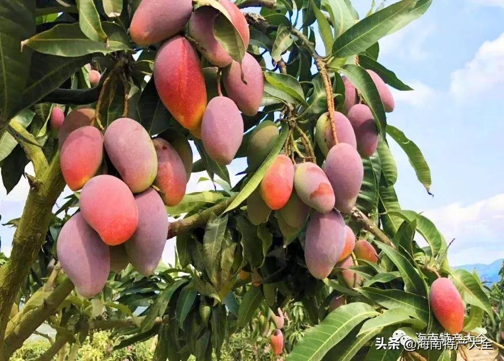 来海南必买的十大特产水果，你吃过哪个？
