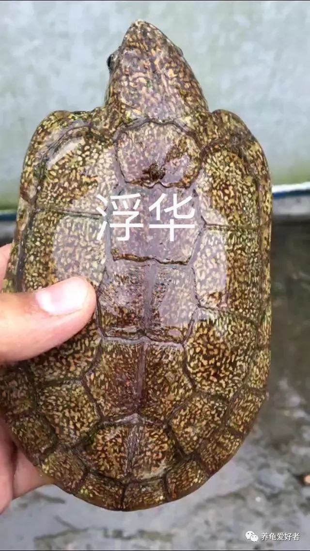 国龟鹰嘴新手入门教程,国龟鹰嘴视频大全