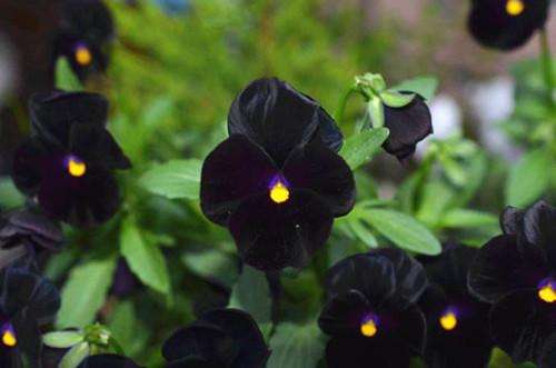 花语大全100种花的花语,100种象征着爱情的花的花语