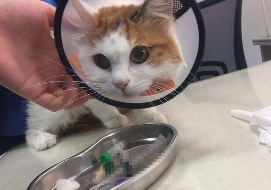 猫咪绝育之后为啥还会乱尿,猫咪绝育之后会不自信吗