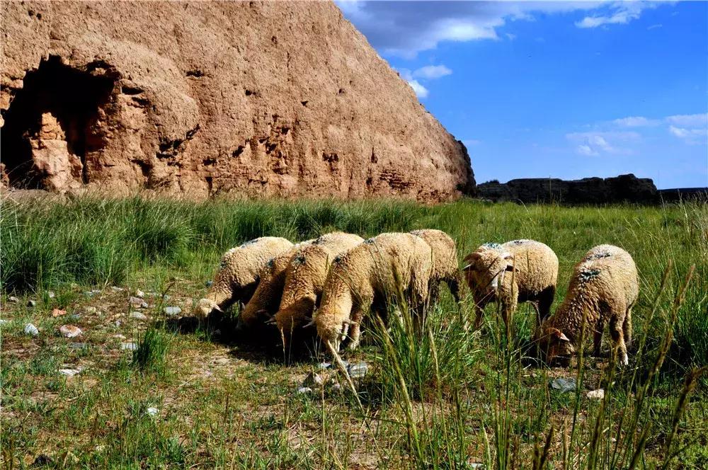 诗意天祝‖送你一把芨芨草