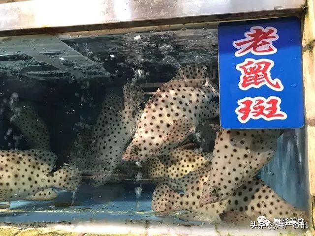 这些诱人的美食你吃过吗,世界上顶级海鲜大全你吃过几种