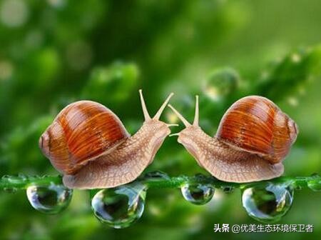 蜗牛是从哪个部位下蛋的,蜗牛竟然是蛋孵出来的你们知道吗