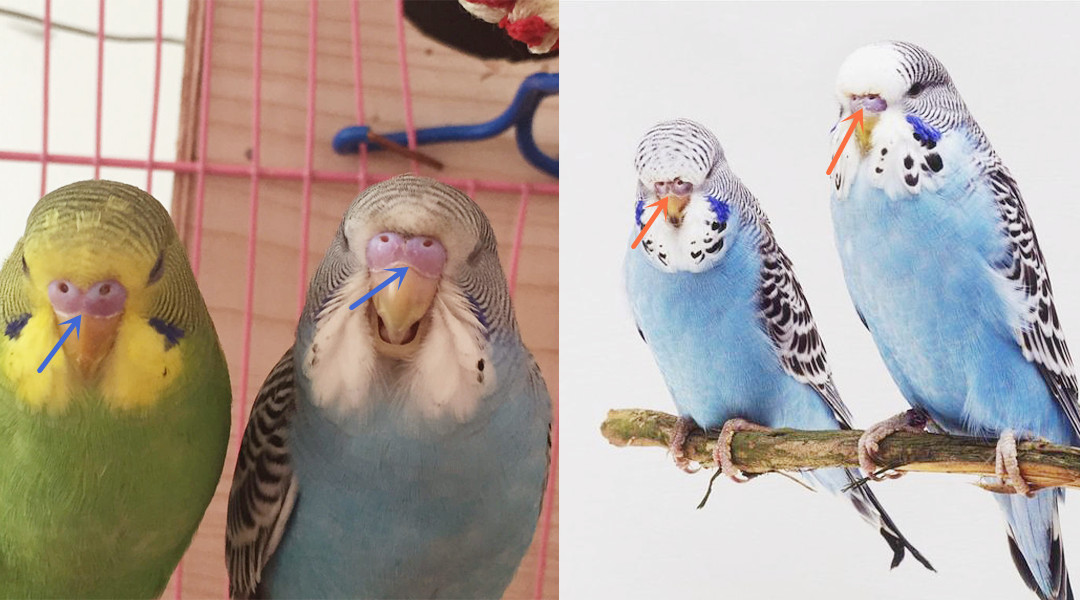 虎皮鹦鹉幼鸟分辨公母,如何区分幼鸟虎皮鹦鹉公母