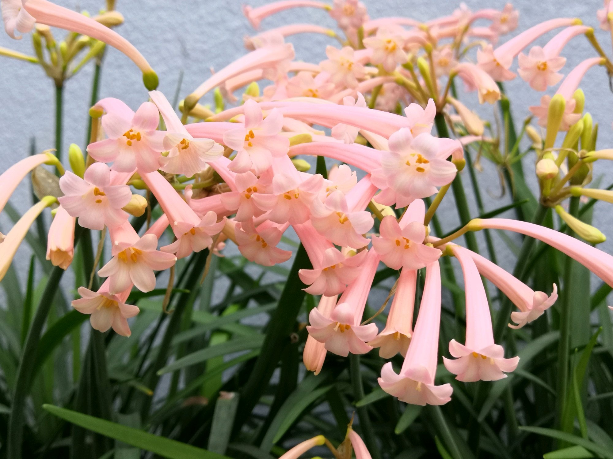 哪些种球适合春天栽种,冬季种百合种球能开花吗