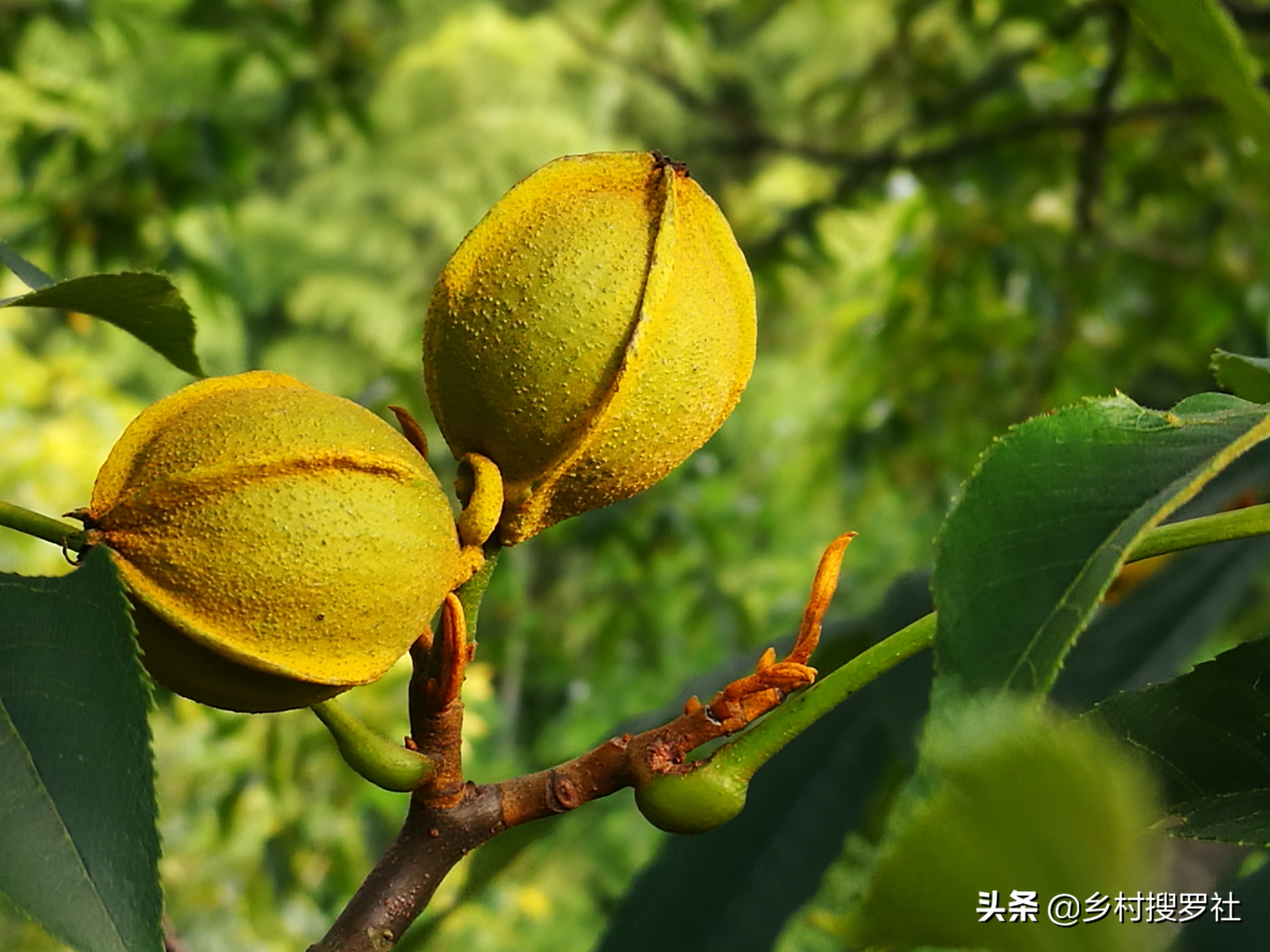 兰花可用花生壳核桃壳做植料吗,山核桃薄壳养兰花