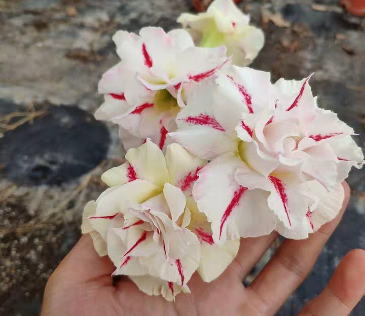 84个沙漠玫瑰品种，收起来慢慢看，待到来年春天选几种喜欢的养