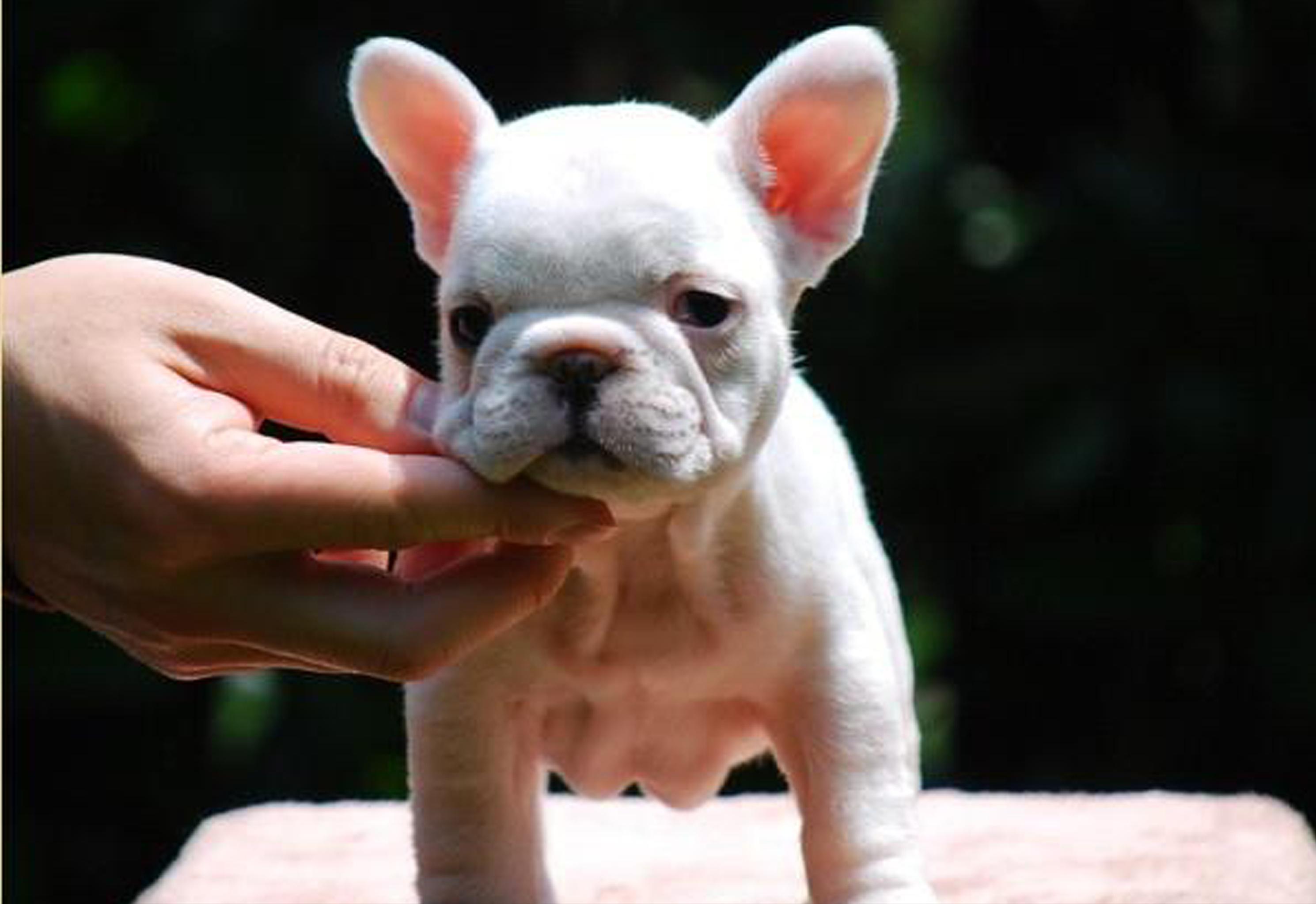 法斗有哪些优点,法斗这么丑为什么还有很多人养