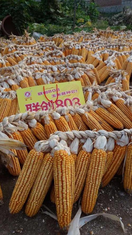 抗倒大棒高产的玉米品种介绍,大棒高产玉米品种