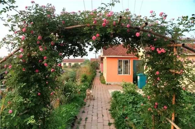 20亩的小农场产值翻了5倍,20亩小农场的发展