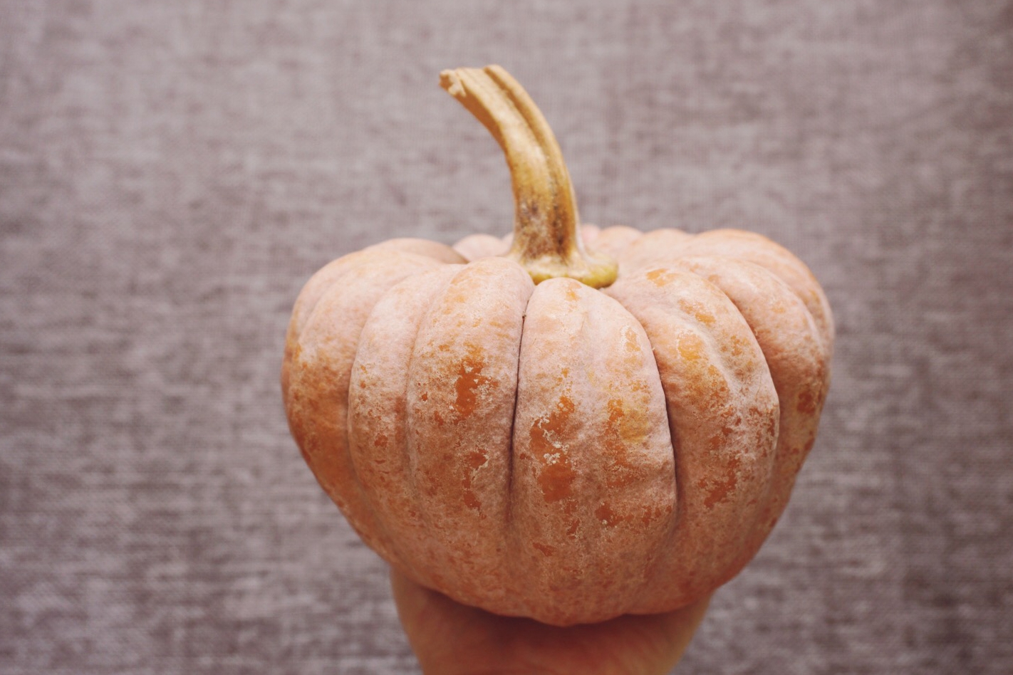 葫芦科蔬菜特点图,葫芦类蔬菜有哪些