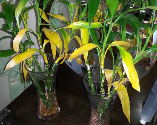 富贵竹叶片水养发黄怎么处理,富贵竹叶子发黄怎么办水养盆栽