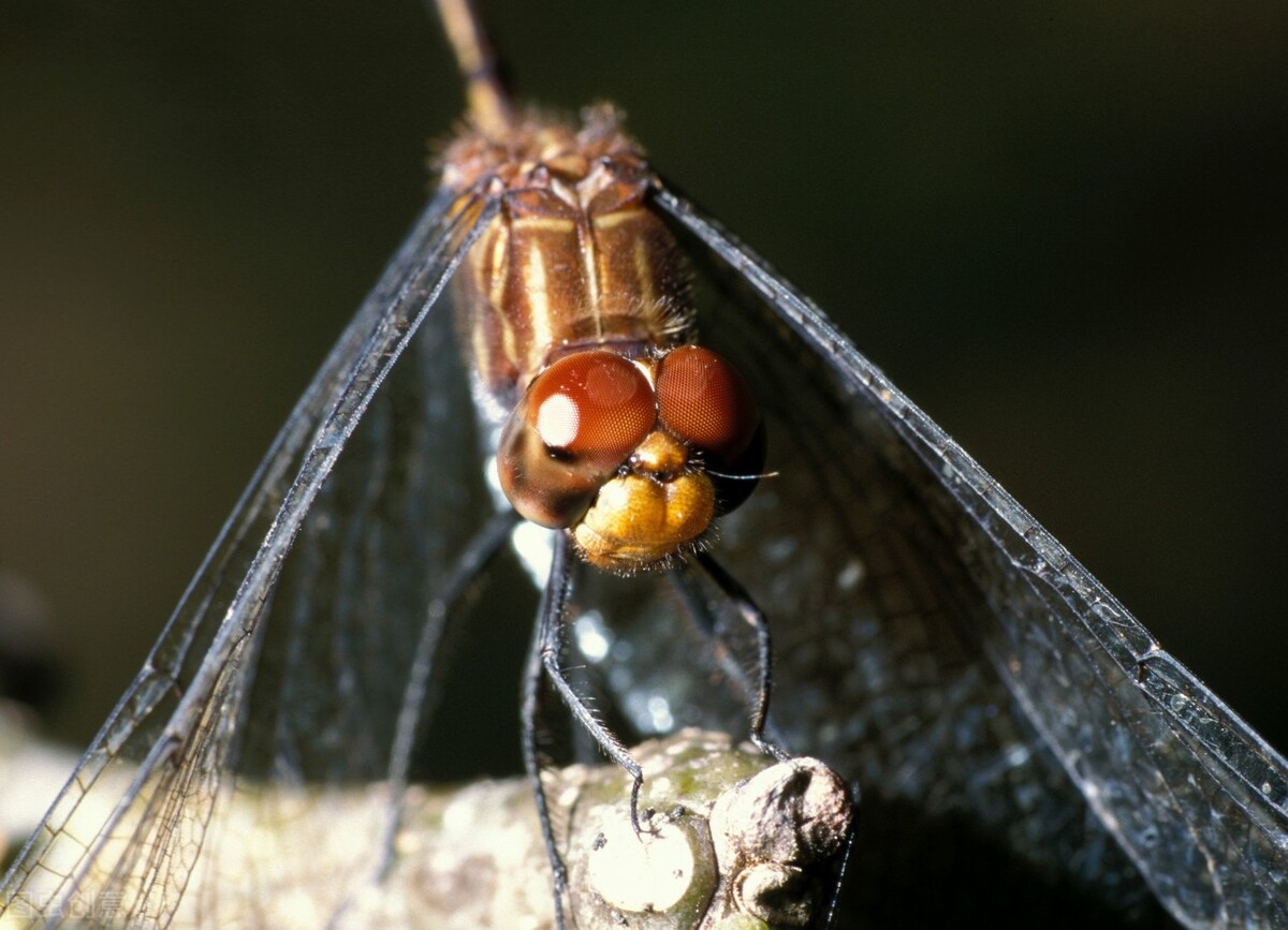 冬季的四眼鱼,最好的四眼鱼图片