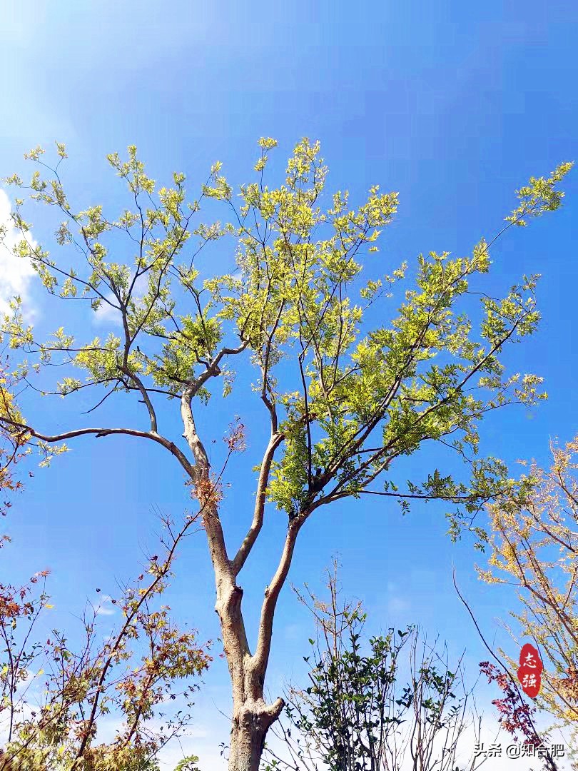 合肥秋季旅游攻略,国庆合肥市内游玩景点推荐