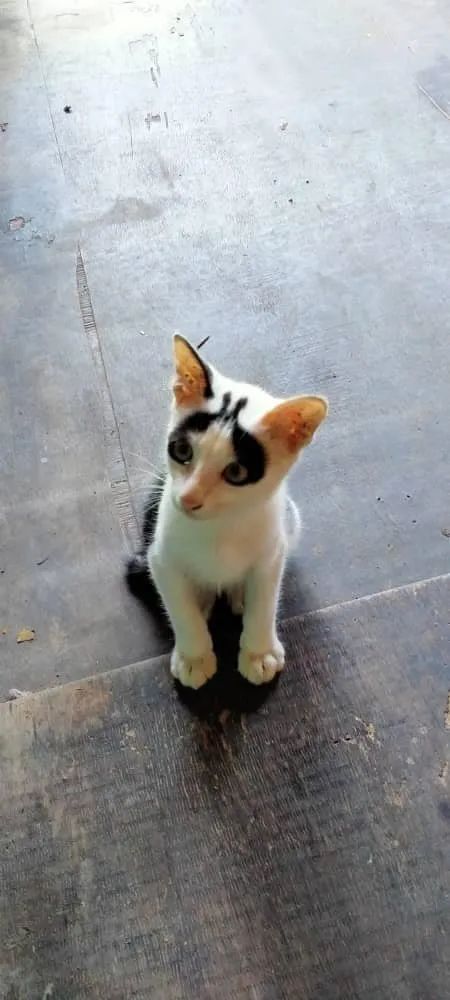 白猫头上一撮黑毛而且很凶,当猫戴上了金箍