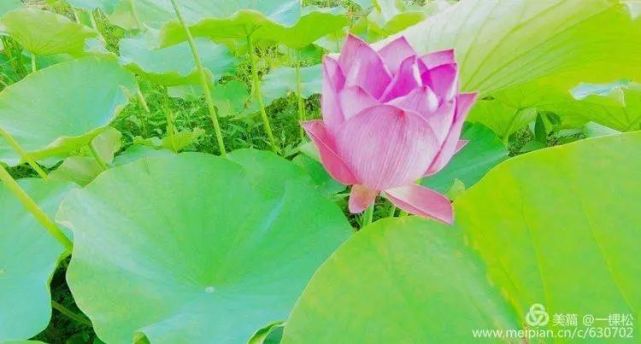 西乡周边景色美的地方,西乡哪里有夜景好看的