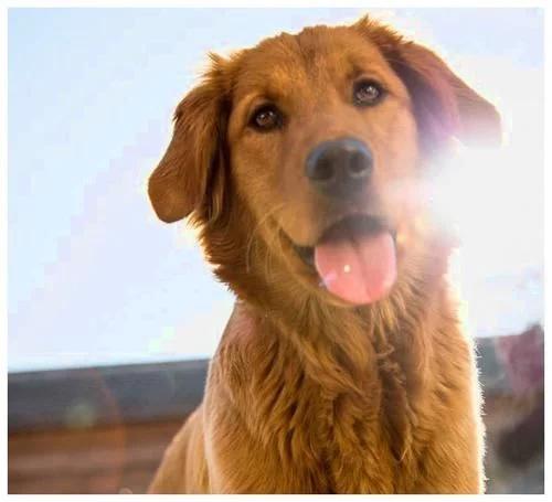 狗狗玩吃鸡真是神了,柴犬和小狗玩吃鸡