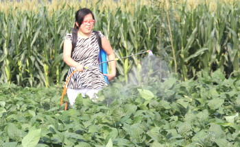 大豆病毒病的防治措施有哪些,大豆霉腐病