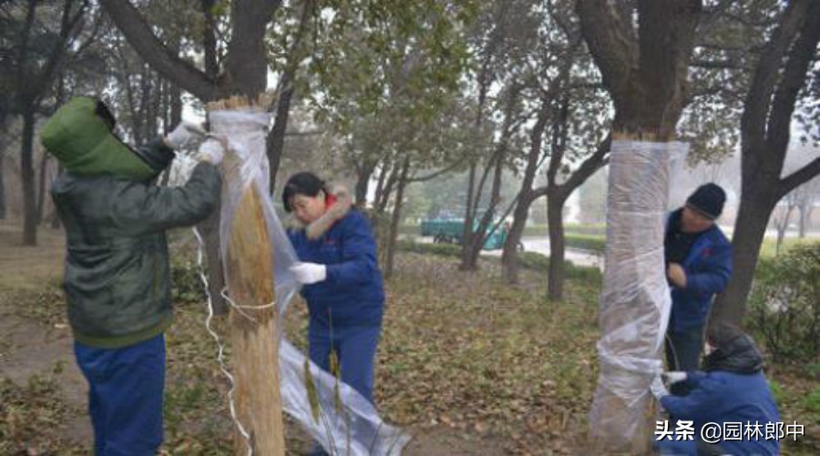 十年树龄香樟树叶发黄怎么办,香樟叶子发黄什么原因