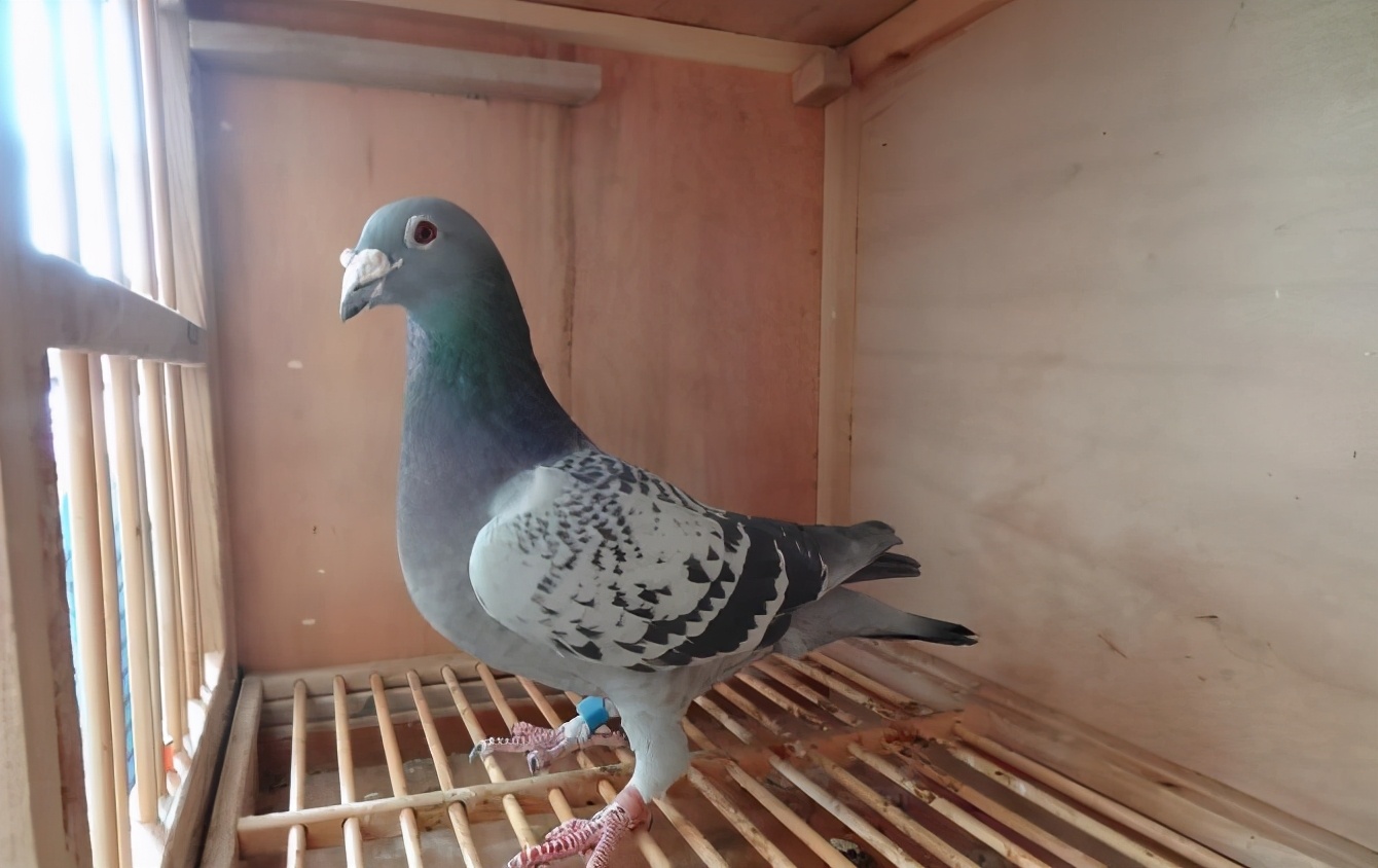 幼鸽下窝如何提高食欲,幼鸽饿了