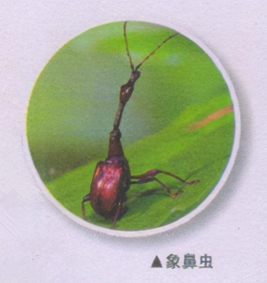 昆虫样子特点,昆虫视觉是什么样的