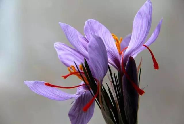 藏红花探秘时刻,藏红花西红花冷知识