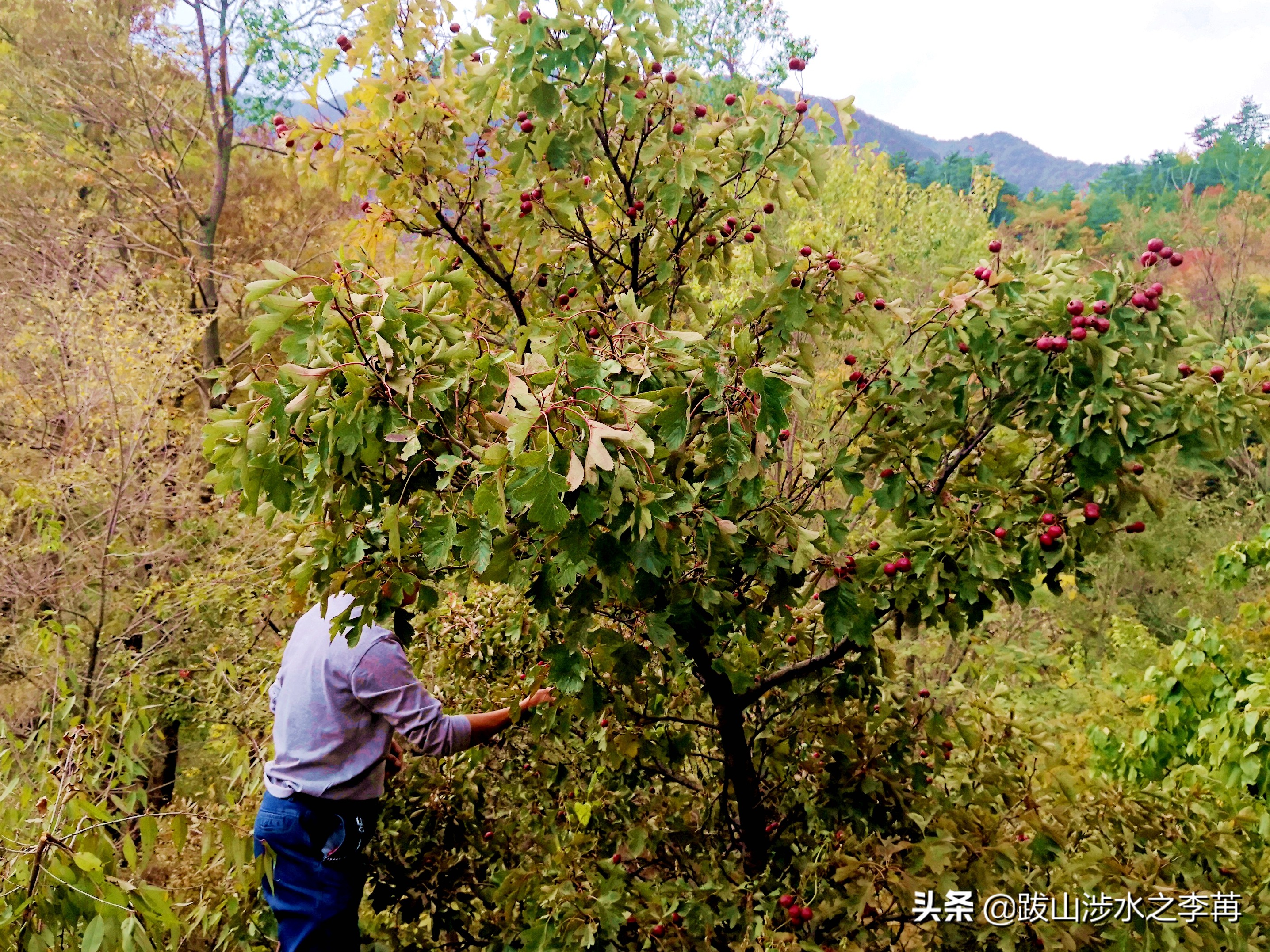 深藏在太行山中的古村落竹林沟,深山沟里的绝世古村