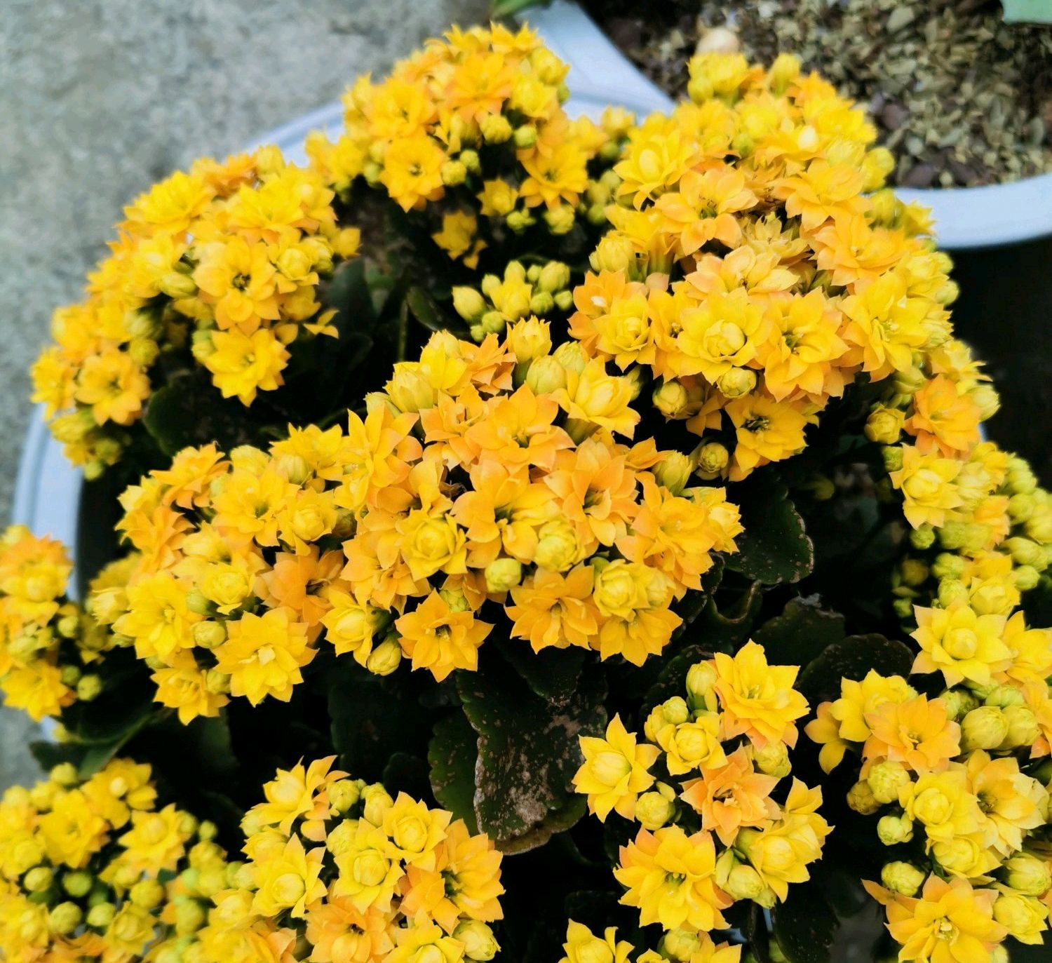 十种不能买的老桩,三种最值钱的老桩