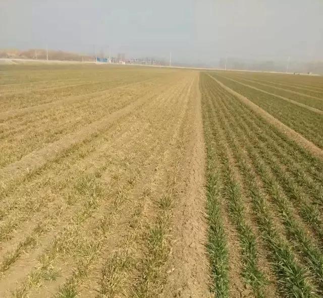 小麦缺肥发黄怎么办,小麦根发黄是什么病