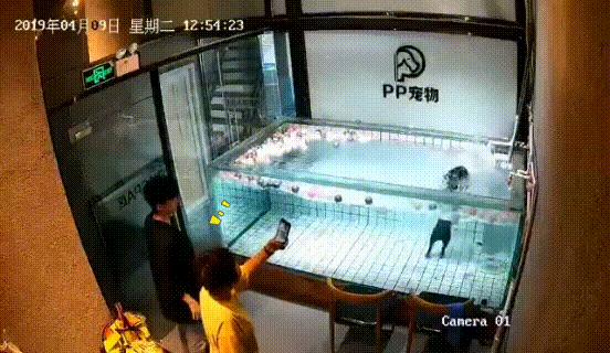 法斗游泳淹死了,法斗在宠物医院洗澡意外死亡后续