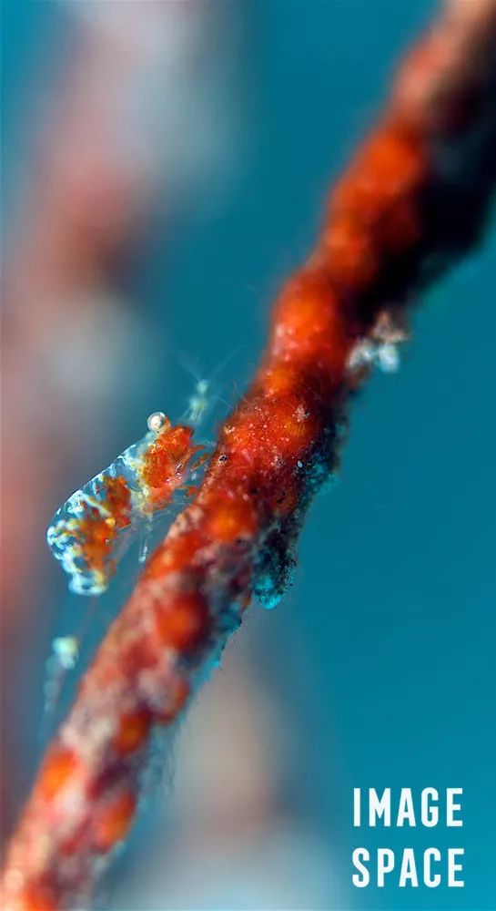 鐪熺浉璁胯皥,寰愬彲鎽勫奖