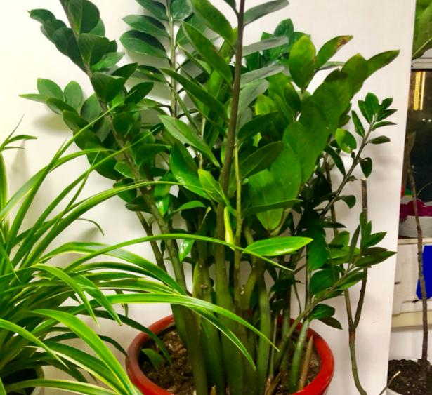 养金钱树做好5点,植株不停窜新芽,金钱叶一串串,油绿又繁茂