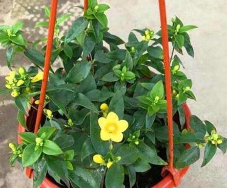 法国香水茉莉叶子黄了怎么处理,法国香水茉莉叶片发黄