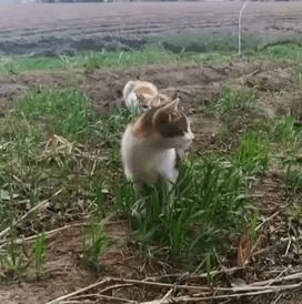 猫咪咬人怎么区分真咬假咬,猫咪如果经常咬你的手怎么办