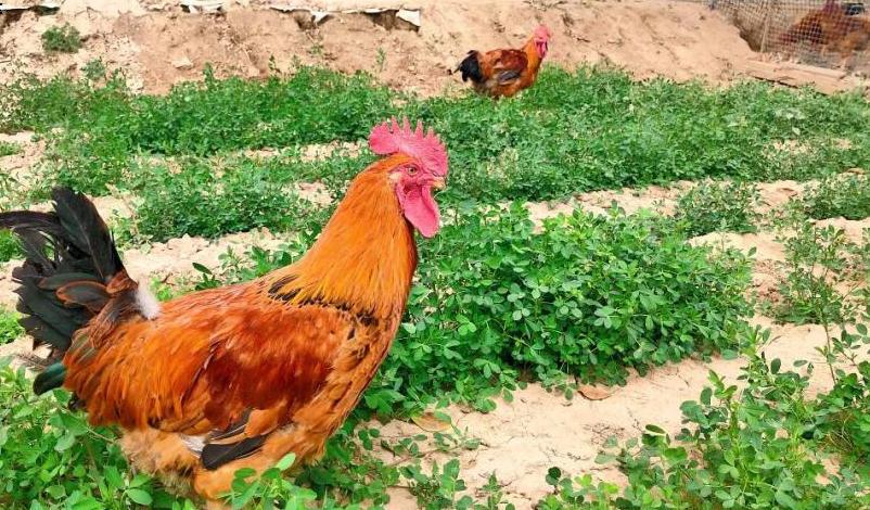 散养家禽蛋类营养高，咏江山助农增收有渠道