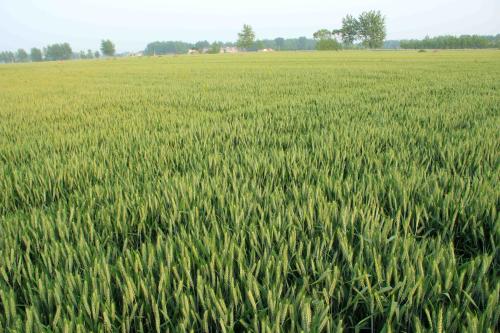 西瓜苗受了麦田除草剂药害怎么办,大蒜受到麦田除草剂药害怎么办