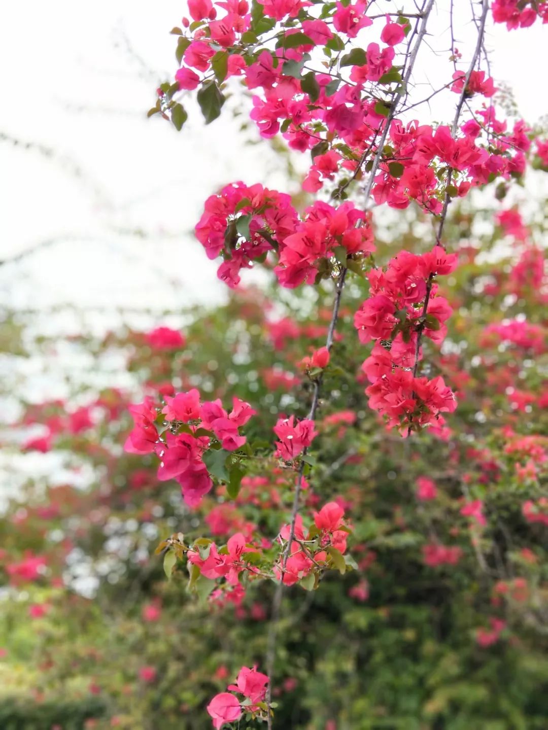袁金奎老师国画作品欣赏,袁金奎写意花鸟画作品