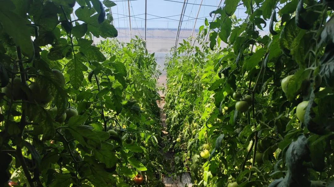 刘龙台镇刘东村：吊蔓甜瓜打开农民致富之路