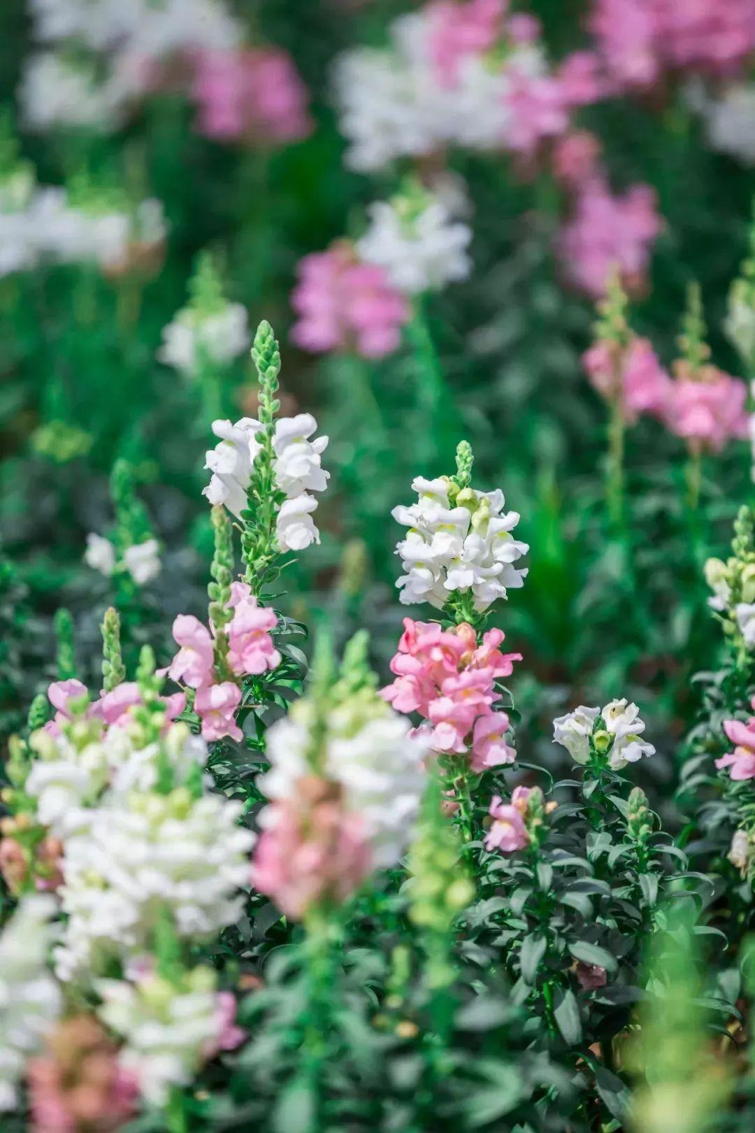 槽糕，是心动的感觉！这个神秘花谷正在悄然绽放！走，去拍照～