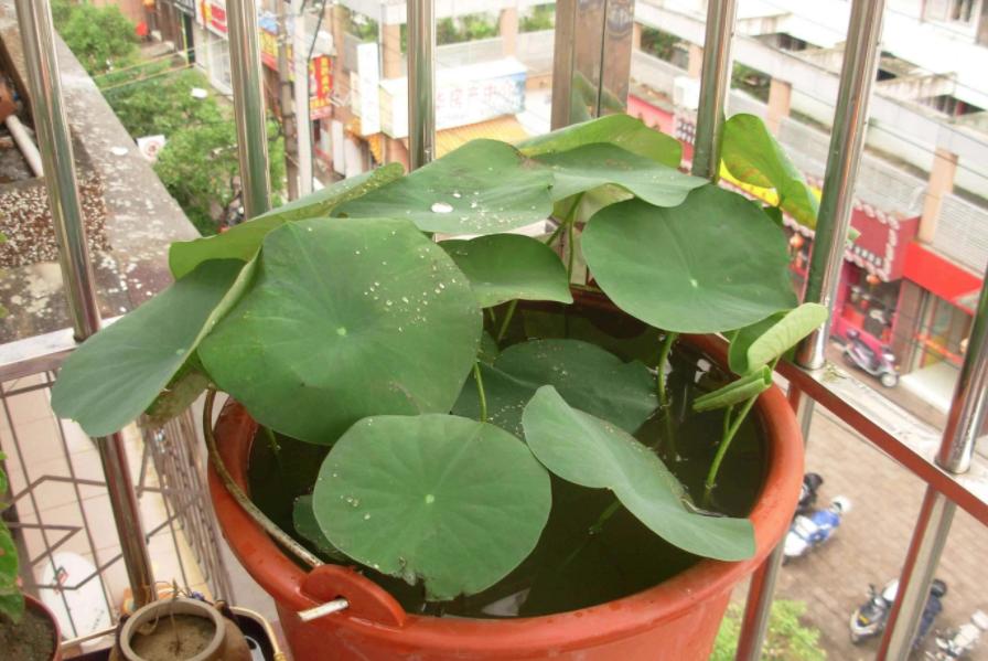 碗莲怎么才能结藕多,碗莲种藕的最佳时期