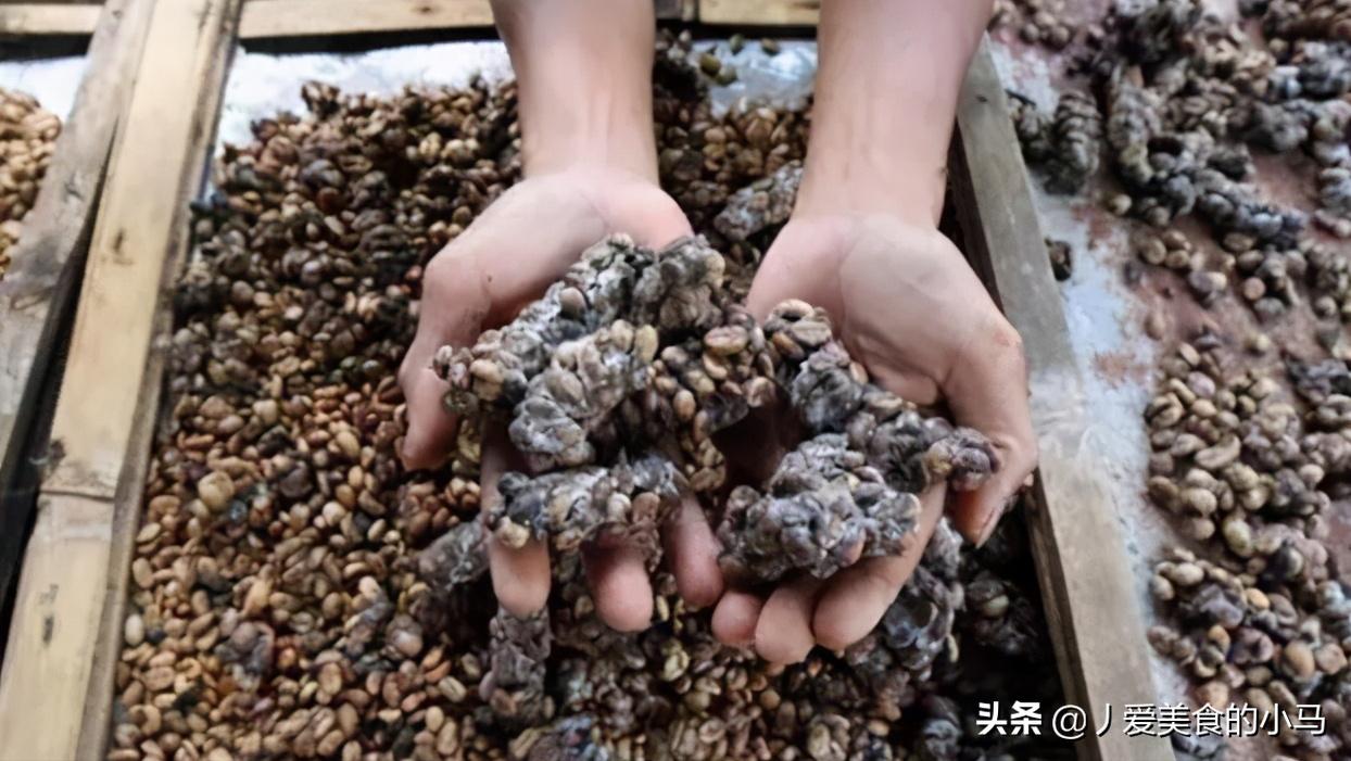 为什么猫屎咖啡好喝,猫屎那么臭怎么有人愿意养猫